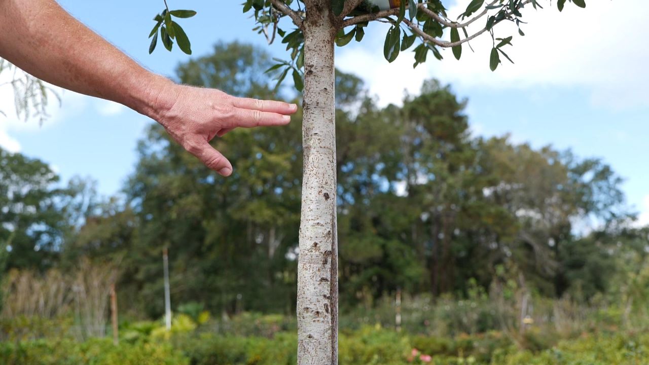Get It Growing: How to select healthy trees from the nursery